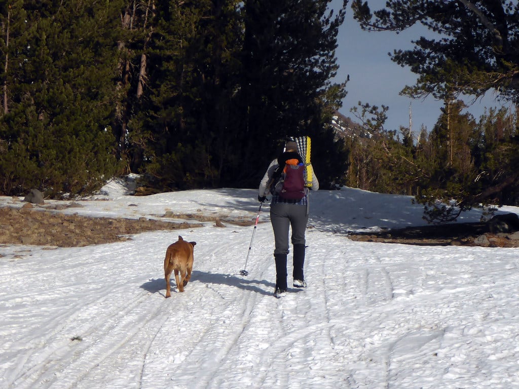 Los 10 mejores destinos de esquí con alojamiento que admite mascotas en EE. UU.