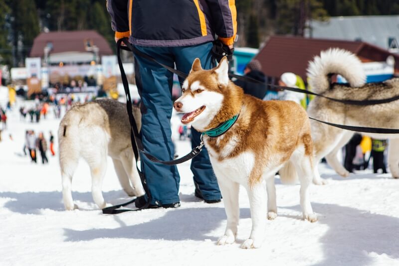 Las 10 mejores estaciones de esquí que admiten mascotas en EE. UU. (2023)
